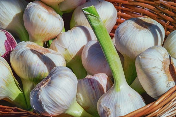 قیمت خرید سیر تازه کیلویی + فروش ویژه